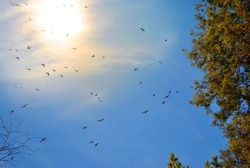 Sun and birds on blue bright sky background, green pine tree