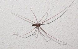 A close-up photograph of a Daddy long-leg Spider (Pholcus phalangioides) also known as the Longbodied Cellar Spider on a white painted wall in Brisbane, Australia. 