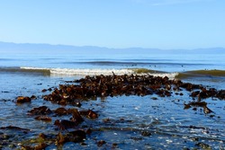 An image of large quantities of sea weed washing up on the shoreline of the Pacific Ocean. 