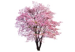 Isolated Pink trumpet tree on white background.