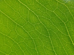 Green leave background and texture.