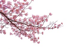 Pink cherry blossom blooming on white background.