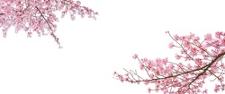 Sakura(Cherry blossom) blooming in spring season isolated on white background.