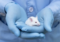 Small experimental mouse is on the laboratory researcher's hand with blue glove