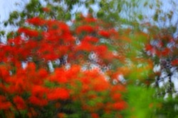 Focus Blur for Background red and green tree color
