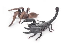scorpion  and  Tarantula on white a  background