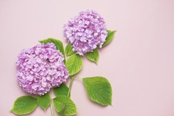 Lilac pink hydrangea flower on pastel pink flat lay background. Mothers Day, Birthday, Valentines Day, Women´s Day, celebration concept. Top view Floral background.