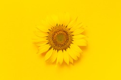 Beautiful fresh sunflower on bright yellow background. Flat lay, top view, copy space. Autumn or summer Concept, harvest time, agriculture. Sunflower natural background. Flower card 