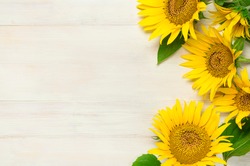 Yellow sunflowers on white wooden background top view copy space. Beautiful fresh sunflowers, yellow flowers bouquet. Harvest time, farming, Agriculture, autumn or summer floral background