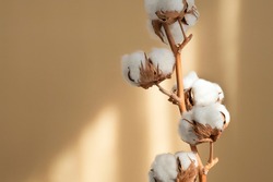 Branch white cotton flowers with sun glare on beige background flat lay. Delicate light beauty cotton background. Natural organic fiber, agriculture, cotton seeds, raw materials for making fabric