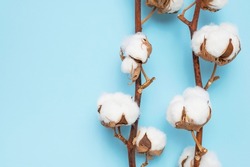 Branches with white fluffy cotton flowers on blue background top view flat lay. Delicate light beauty cotton background. Natural organic fiber, cotton seeds, raw materials for making fabric