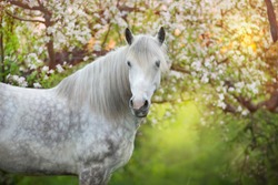 White horse portrait in spring blossom tree