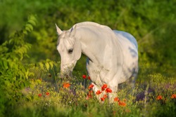 Beautiful arabian horse in poppy flowers