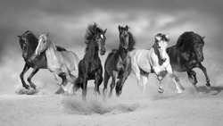 Horses run gallop free in desert dust against storm sky. Black and white