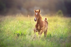 Beautiful red foal run and fun on spring green sunrise field