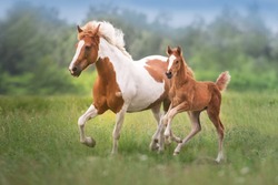 Pinto mare and red foal run on spring green  meadow