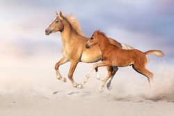 Palomino horse and red foal free run in sandy dust