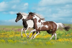 Two Pinto horse free run in spring flowers meadow against beautiful sky