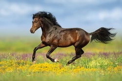 Bay stallion run gallop on flower pasture