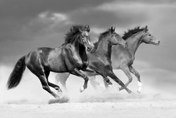 Horse herd run in dust