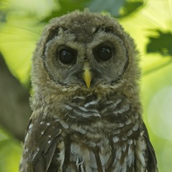 Northern Brown Spotted Owl Adolescent