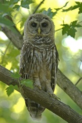 Northern American Adolescent Spotted Owl