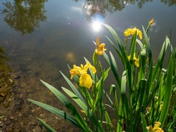 Flowering marsh iris Iris pseudacorus at the pond