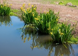Marsh iris Iris pseudacorus at a pond