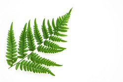 Large fern leaf on white background. Photo with copy blank space.