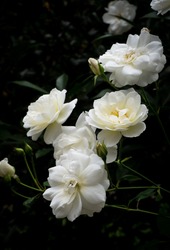 bunch of white Pygmy Rose (Rosa chinensis) in nature