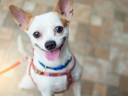 A cute white chihuahua happy smiling dog 