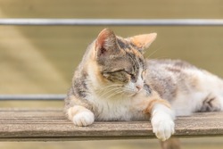 Feral cat sleeping outdoors. Calico cat lying on a bench in the garden. Beautiful tricolor kitten lounging outside on a hot summer day.