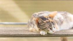 Feral cat sleeping outdoors. Calico cat lying on a bench in the garden. Beautiful tricolor kitten lounging outside on a hot summer day.