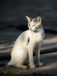 Outdoor portrait of a white skinny cat in the sunlight with a dark shadow background. Elegant white cat with slanted eyes and feline gaze.