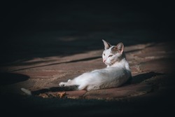 Outdoor portrait of a white skinny cat in the sunlight with a dark shadow background. Elegant white cat with slanted eyes and feline gaze.
