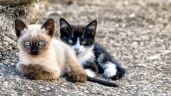 Siamese kitten sitting next to black and white kitten, looking at camera; focus on siamese