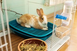 3 months old bunny rabbit laying in his toilet cage