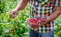 Gardening. Man picking raspberries in the garden, close up photo. Agricultural concept