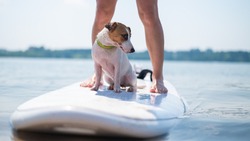 A small brave dog is surfing on a SUP board with the owner on the lake. Close-up of a jack russell terrier sitting on a surfboard next to female legs. Water sports.