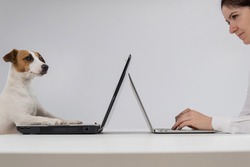 A woman is working on a modern laptop, while a Jack Russell Terrier dog on an obsolete on a white background. Comparison of fast and slow typing on the keyboard