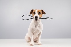 Dog jack russell terrier gnaws on a black usb wire on a white background. Copy space.