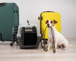 Jack russell terrier dog holding a leash while sitting near suitcases and travel box. Ready for vacation.