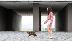 A gray striped cat pulls its owner by the leash while walking outdoors.