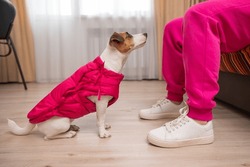 Jack Russell Terrier dog dressed in a pink jacket at the feet of the hostess in the apartment. 
