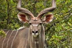 Bull Kudu looking at the camera
