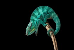 rainbow blue lizard Panther chameleon isolated on black background 