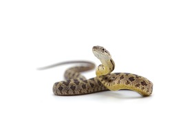 rat snake attack pose isolated on white background