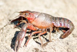 american river crab covered with mud. The crayfish, or seboros, are decapod crustaceans belonging to the superfamilies Astacoidea and Parastacoidea freshwater