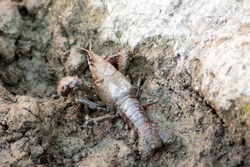 american river crab covered with mud. The crayfish, or seboros, are decapod crustaceans belonging to the superfamilies Astacoidea and Parastacoidea freshwater