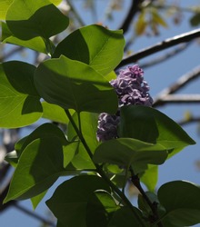 Lilac flower among green leaves